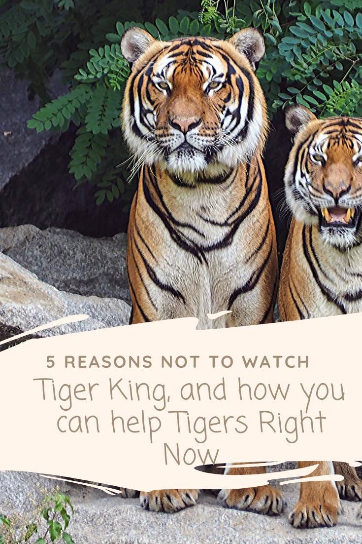 5 Reasons Not to Watch Tiger King & How YOU Can Help Tigers NOW | The Young Hippie